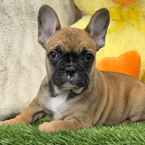 Französische Bulldogge Welpe – Katalina (Weiblich)