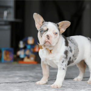 Französische Bulldogge Welpe – Lana (Weiblich)