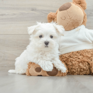Malteser Welpe – Hunter (Männlich)