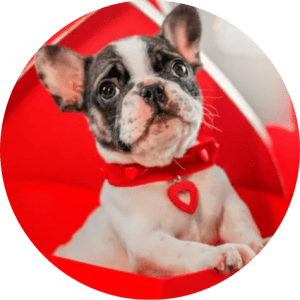 Französische Bulldoggen Welpen
