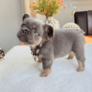 Französische Bulldogge Welpe – Madison (Weiblich)