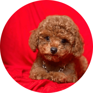 Toy Pudel Welpen