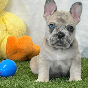 Französische Bulldogge Welpe – Kaleb (Männlich)