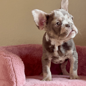 Französische Bulldogge Welpe – Uxie (Weiblich)