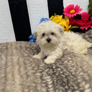 Malteser Welpe – Gianna (Weiblich)