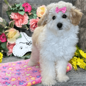 Toy Pudel Welpe – Edith (Weiblich)