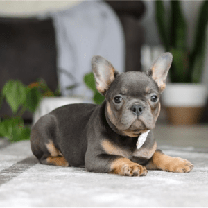 Französische Bulldogge Welpe – Karita (Weiblich)