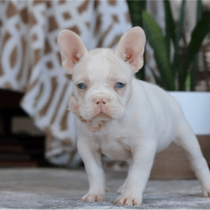 Französische Bulldogge Welpe – Larissa (Weiblich)