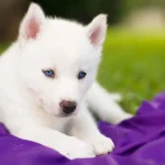all-white-husky-puppy-with-blue-eyes