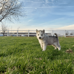Siberian Husky Welpe – Forrest (Männlich)