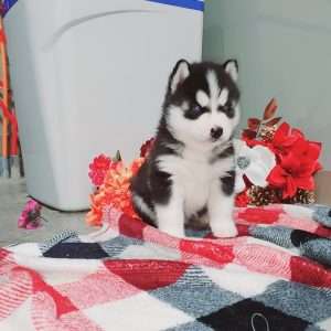 Siberian Husky Welpe – Felix (Männlich)