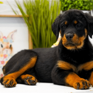 Rottweiler Welpe – Latka (Weiblich)