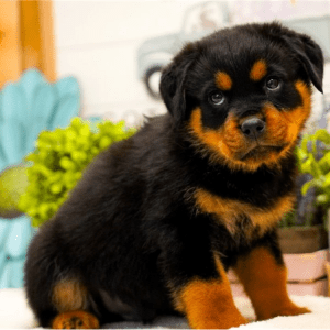 Rottweiler Welpe – Picasso (Männlich)