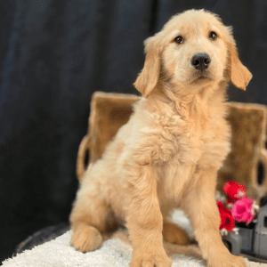 Golden Retriever Welpe – Bernard (Männlich)