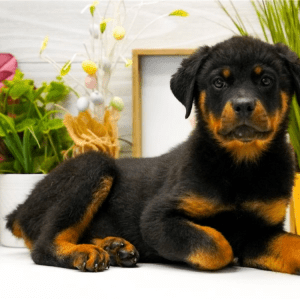 Rottweiler Welpe – Ledger (Männlich)