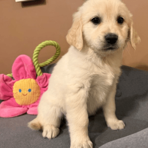 Golden Retriever Welpe – Jada (Weiblich)