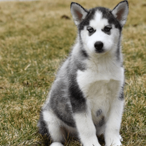 Siberian Husky Welpe – Grayson (Männlich)
