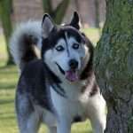 dog-husky-siberian-husky-blue-eyes