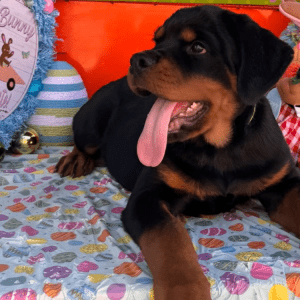 Rottweiler Welpe – Dante (Männlich)