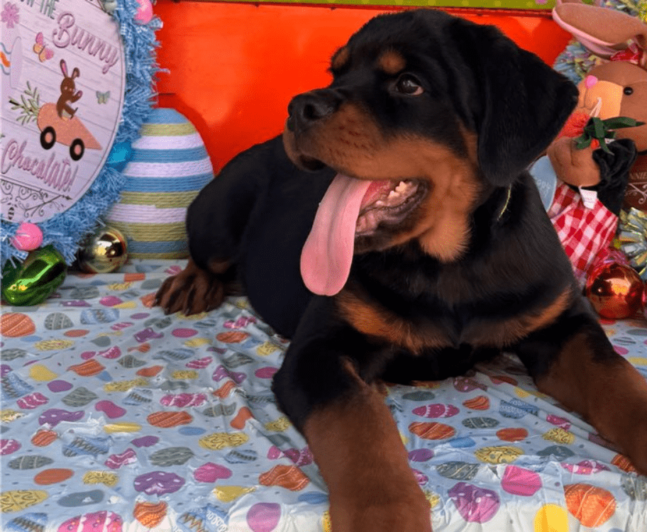 Rottweiler Welpe – Dante (Männlich)