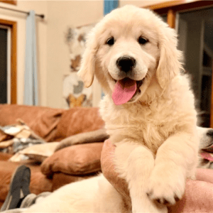 Golden Retriever Welpe – Violet (Weiblich)