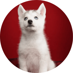 Siberian Husky Welpen