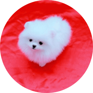 Zwergspitz (Pomeranian) Welpen