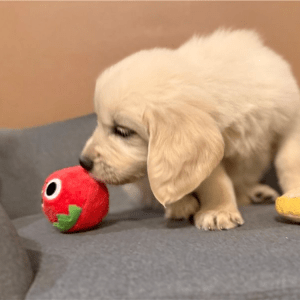 Golden Retriever Welpe – Jessica (Weiblich)