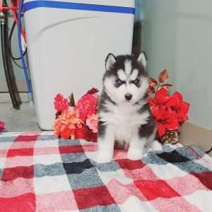 Siberian Husky Welpe – Finley (Männlich)