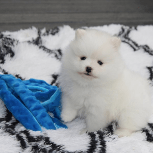 Zwergspitz (Pomeranian) Welpe – Hendrix (Männlich)