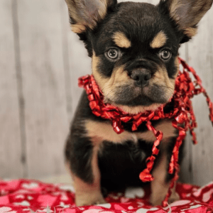 Französische Bulldogge Welpe – Elias (Männlich)