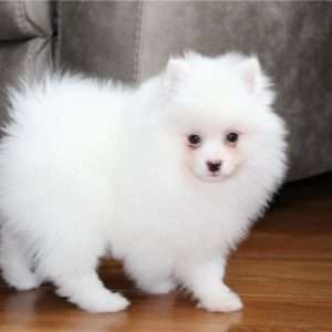 Zwergspitz (Pomeranian) Welpe – Fluff (Männlich)