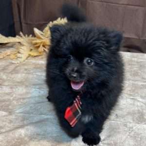 Zwergspitz (Pomeranian) Welpe – Warren (Männlich)