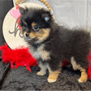 Zwergspitz (Pomeranian) Welpe – Cara (Weiblich)