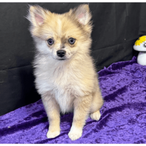 Zwergspitz (Pomeranian) Welpe – Beth (Weiblich)