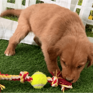 Golden Retriever Welpe – Princeton (Männlich)