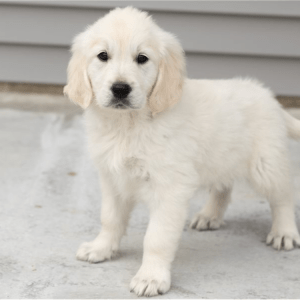 Golden Retriever Welpe – Herald (Männlich)