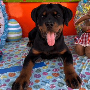 Rottweiler Welpe – Dawn (Weiblich)