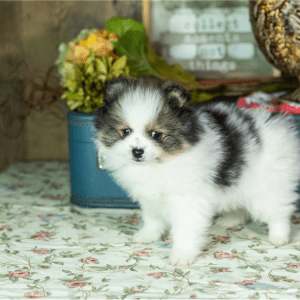 Zwergspitz (Pomeranian) Welpe – Grayson (Männlich)
