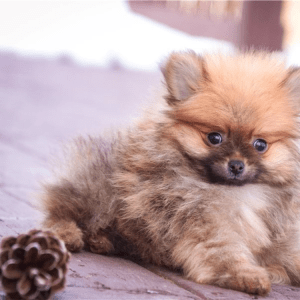 Zwergspitz (Pomeranian) Welpe – Palmer (Männlich)
