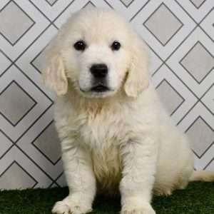 Golden Retriever Welpe – Trevor (Männlich)
