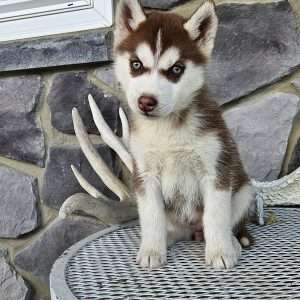 Siberian Husky Welpe – Arya (Weiblich)