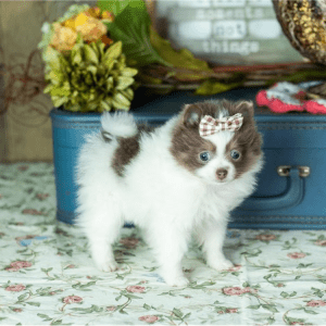 Zwergspitz (Pomeranian) Welpe – Grace (Weiblich)