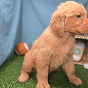 Golden Retriever Welpe – Elmo (Männlich)