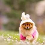 wp2629990-cute