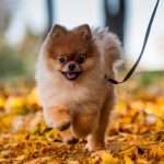 wp3633688-choc